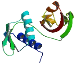 Ribosomal Protein S15A (RPS15A)