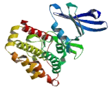 Ribosomal Protein S6 Kinase Alpha 3 (RPS6Ka3)