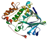 Ribosomal Protein S6 Kinase Alpha 4 (RPS6Ka4)