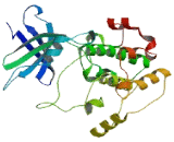 Ribosomal Protein S6 Kinase Beta 2 (RPS6Kb2)