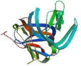 Ribosomal Protein S8 (RPS8)