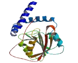 Ribosomal RNA Processing 8 Homolog (RRP8)