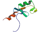 Ring Finger Protein 113A (RNF113A)