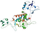 S100P Binding Protein (S100PBP)