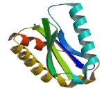 SEC22 Vesicle Trafficking Protein Homolog B (SEC22B)