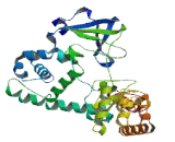 SET Domain Containing Protein 3 (SETD3)