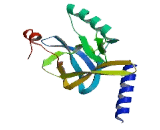 SET Domain Containing Protein 8 (SETD8)