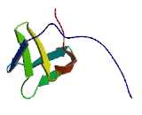 SH3 And Cysteine Rich Domain Protein 3 (STAC3)