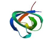 SH3 Domain Kinase Binding Protein 1 (SH3KBP1)