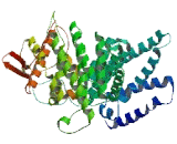 SMG7 Homolog, Nonsense Mediated mRNA Decay Factor (SMG7)