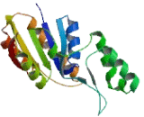 SSU72 RNA Polymerase II CTD Phosphatase Homolog (SSU72)