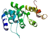 Signal Peptidase Complex Subunit 3 Homolog (SPCS3)