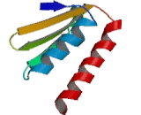 Signal Recognition Particle 9kDa (SRP9)