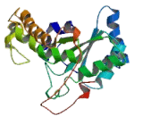 Single Stranded DNA Binding Protein 2 (SSBP2)