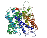 Sodium Dependent Dicarboxylate Cotransporter 1 (NADC1)