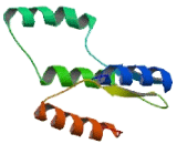 Sperm Flagellar Protein 2 (SPEF2)