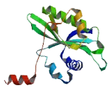 Spermidine/Spermine N1-Acetyl Transferase Like Protein 1 (SATL1)