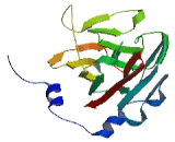 SplA/Ryanodine Receptor Domain And SOCS Box Containing Protein 1 (SPSB1)