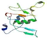 Stem Loop Binding Protein (SLBP)