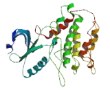 Serine/Threonine Kinase Like Domain Containing Protein 1 (STKLD1)