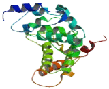 Synaptonemal Complex Protein 2 Like Protein (SYCP2L)