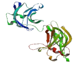 Synaptotagmin Like Protein 3 (SYTL3)