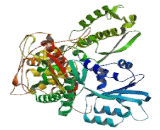 Syntaxin Binding Protein 1 (STXBP1)