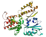Syntaxin Binding Protein 2 (STXBP2)
