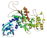 Syntaxin Binding Protein 3 (STXBP3)