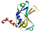 T-Box Protein 18 (TBX18)