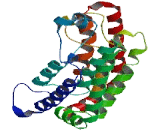 TATA Box Binding Protein Associated Factor 1 Like Protein (TAF1L)