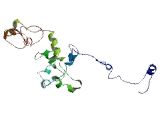 Tenomodulin (TNMD)