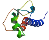 Tetraspanin 3 (TSPAN3)