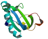 Thioredoxin Related Transmembrane Protein 4 (TMX4)