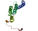 Transcription Elongation Factor A Like Protein 6 (TCEAL6)