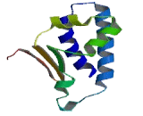 Transducer Of ERBB2, 1 (TOB1)