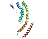Transforming, Acidic Coiled-Coil Containing Protein 1 (TACC1)