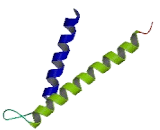 Translocase Of Inner Mitochondrial Membrane 10 (TIMM10)