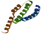 Transmembrane Channel Like Protein 1 (TMC1)