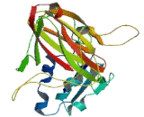 Transmembrane Emp24 Protein Transport Domain Containing Protein 8 (TMED8)