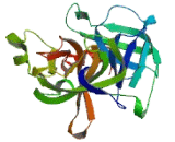 Transmembrane Protease, Serine 11E (TMPRSS11E)