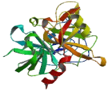 Transmembrane Protease, Serine 12 (TMPRSS12)