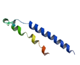 Transmembrane Protein 101 (TMEM101)