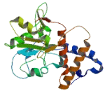 Transmembrane Protein 102 (TMEM102)