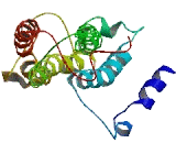 Transmembrane Protein 126A (TMEM126A)