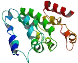 Transmembrane Protein 127 (TMEM127)