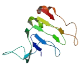 Transmembrane Protein 133 (TMEM133)