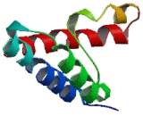 Transmembrane Protein 147 (TMEM147)