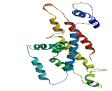 Transmembrane Protein 164 (TMEM164)