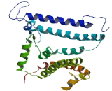 Transmembrane Protein 180 (TMEM180)